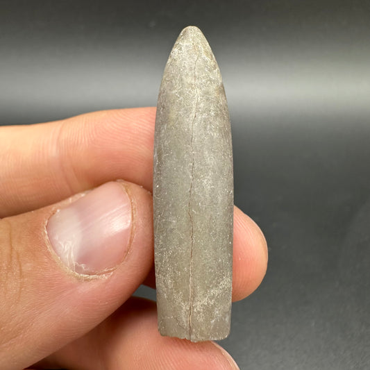 Belemnite (Fossil Squid) shell fossil - Whitby, North Yorkshire Jurassic Coast Yorkshire Fossils