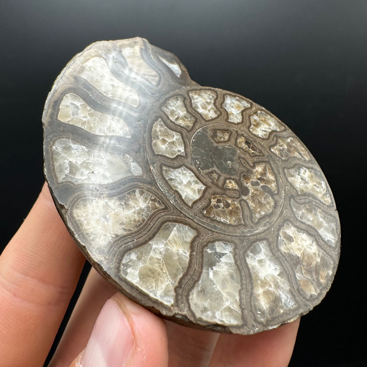 Hildoceras Bifrons Ammonite fossil with stand - Whitby, North Yorkshire Jurassic Coast, Yorkshire Fossils from the Jurassic Coast