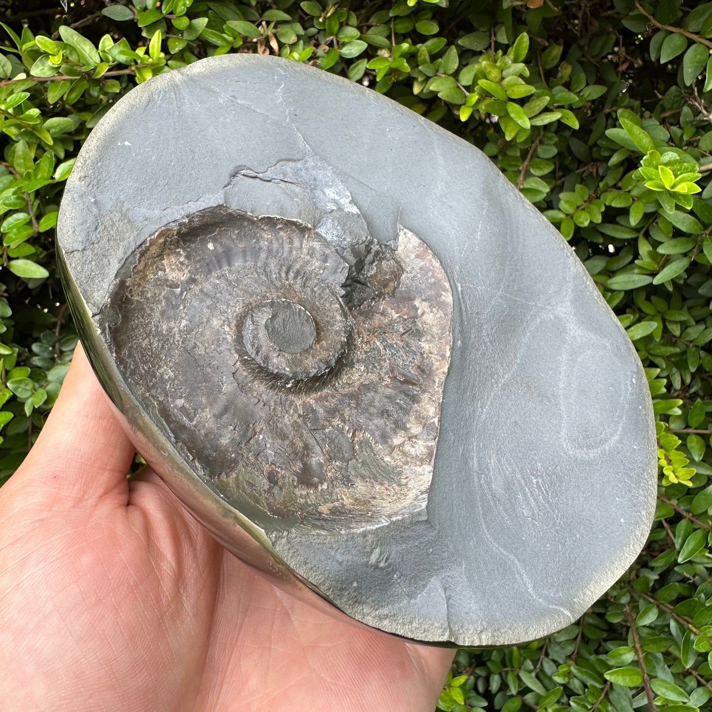 Golden Egg (GENUINE) Ammonite Fossil With Stand - Whitby, North Yorkshire Jurassic Coast Yorkshire Fossils