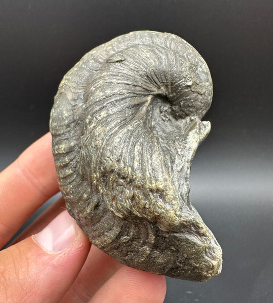Gryphaea shell fossil with box and stand - Whitby, North Yorkshire, Jurassic Coast, Yorkshire Fossils found on the Jurassic Coast