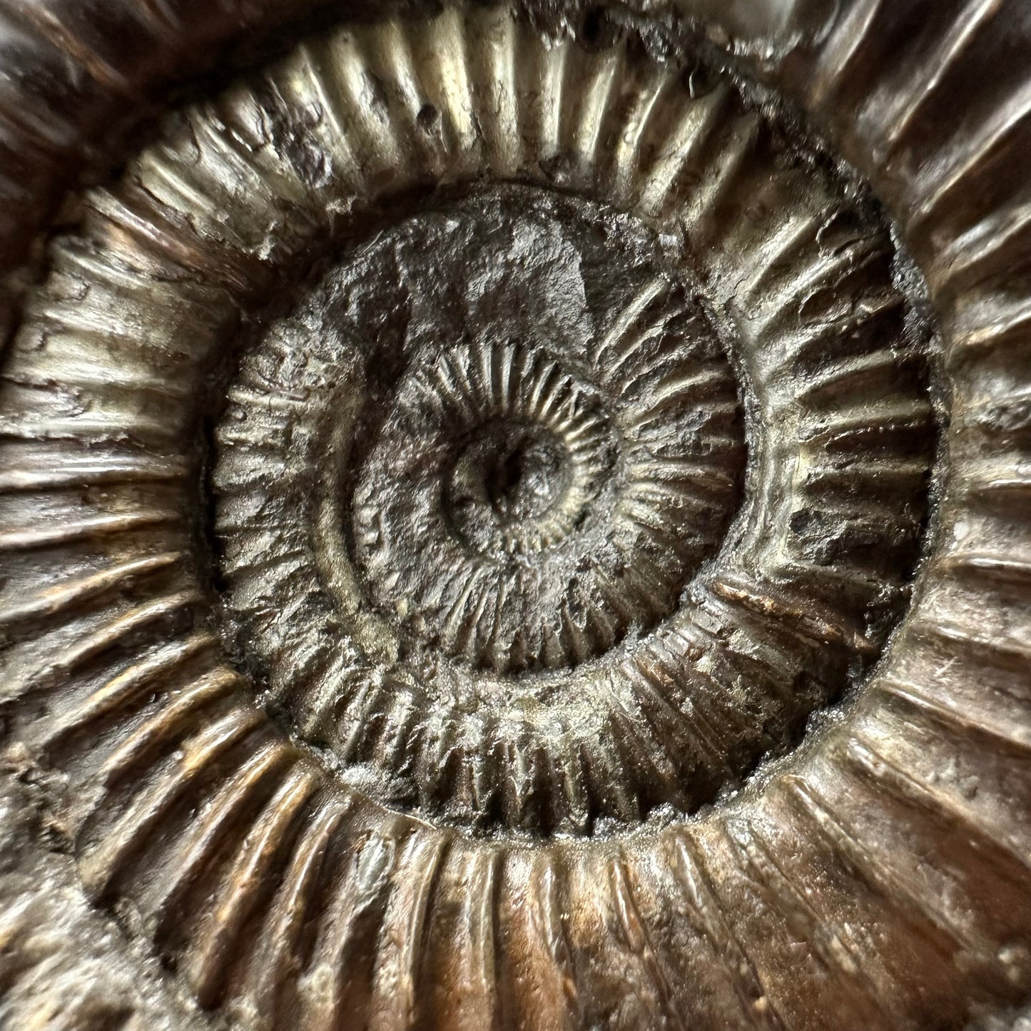 Dactylioceras Ammonite Fossil With box and Stand - Whitby, North Yorkshire Jurassic Coast Yorkshire Fossils