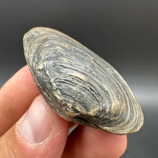 Shell fossil with box and stand - Whitby, North Yorkshire, Jurassic Coast, Yorkshire Fossils