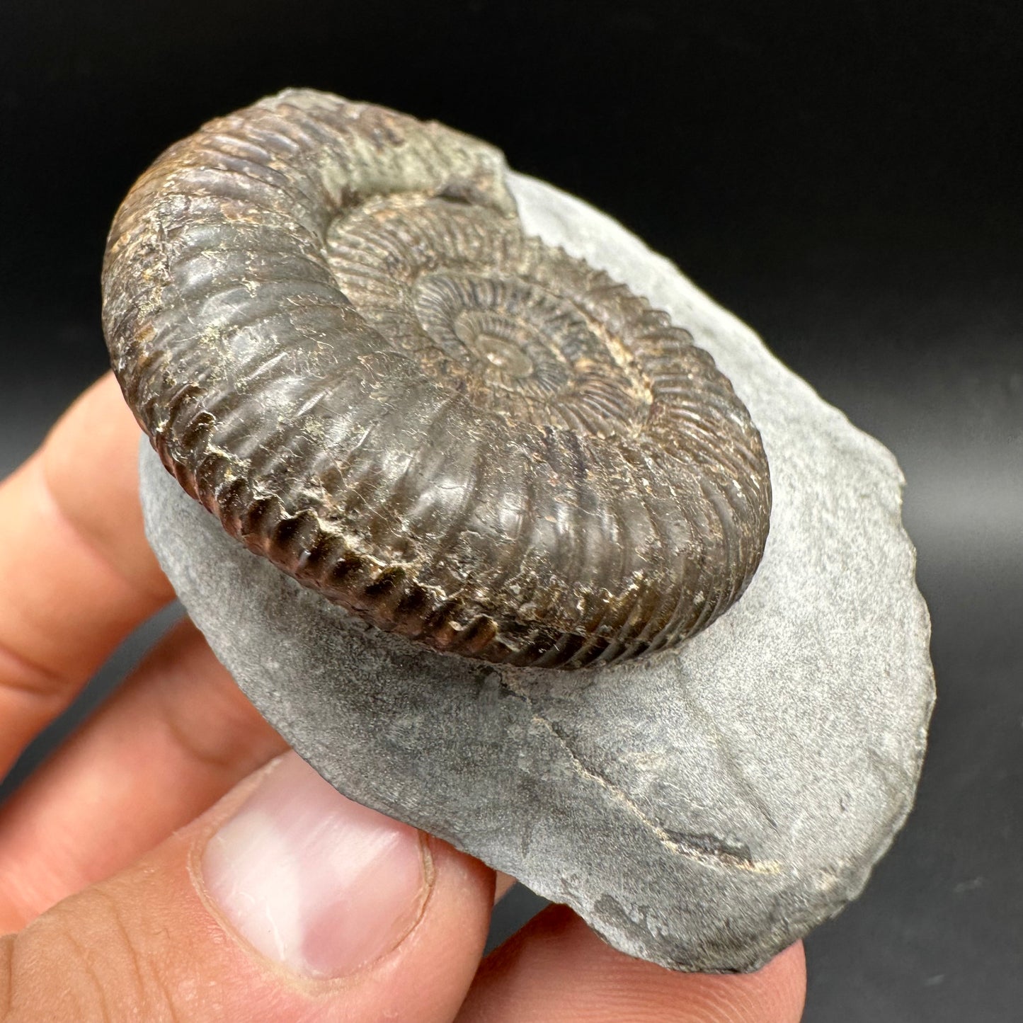 Dactylioceras Ammonite Fossil With box and Stand - Whitby, North Yorkshire Jurassic Coast Yorkshire Fossils