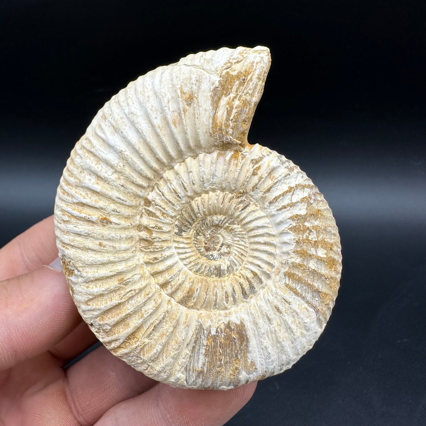 Dichotomosphinctes Ammonite Fossil With Box And Stand - Middle Jurassic Ammonite Madagascar