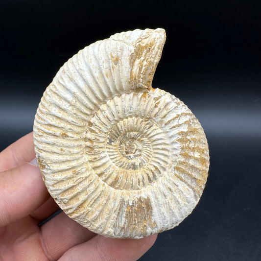 Dichotomosphinctes Ammonite Fossil With Box And Stand - Middle Jurassic Ammonite Madagascar