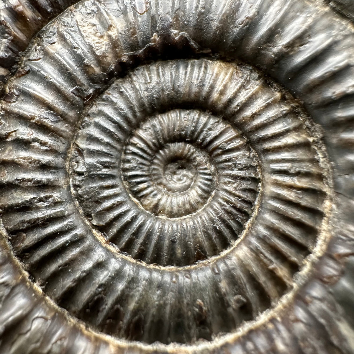 Snakestone Ammonite Fossil With Bag/Box And Stand - Whitby, North Yorkshire Jurassic Coast Yorkshire Fossils