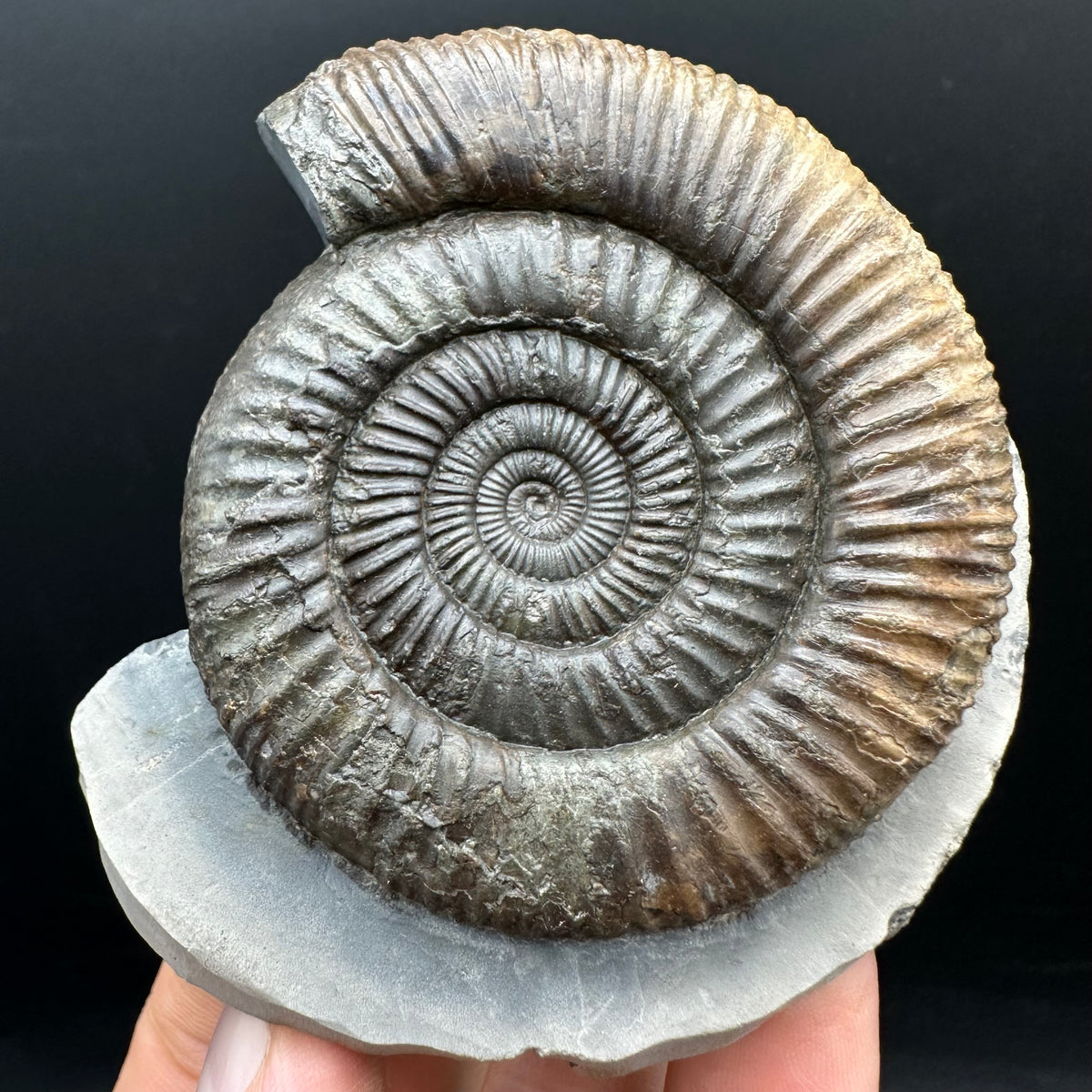 Dactylioceras Ammonite Fossil With box and Stand - Whitby, North Yorkshire Jurassic Coast Yorkshire Fossils
