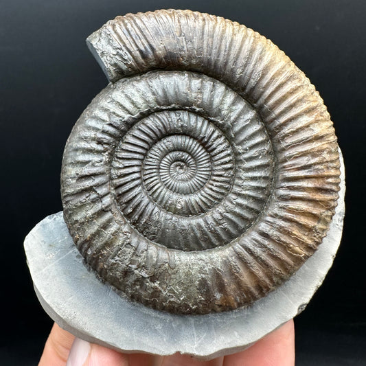 Dactylioceras Ammonite Fossil With box and Stand - Whitby, North Yorkshire Jurassic Coast Yorkshire Fossils
