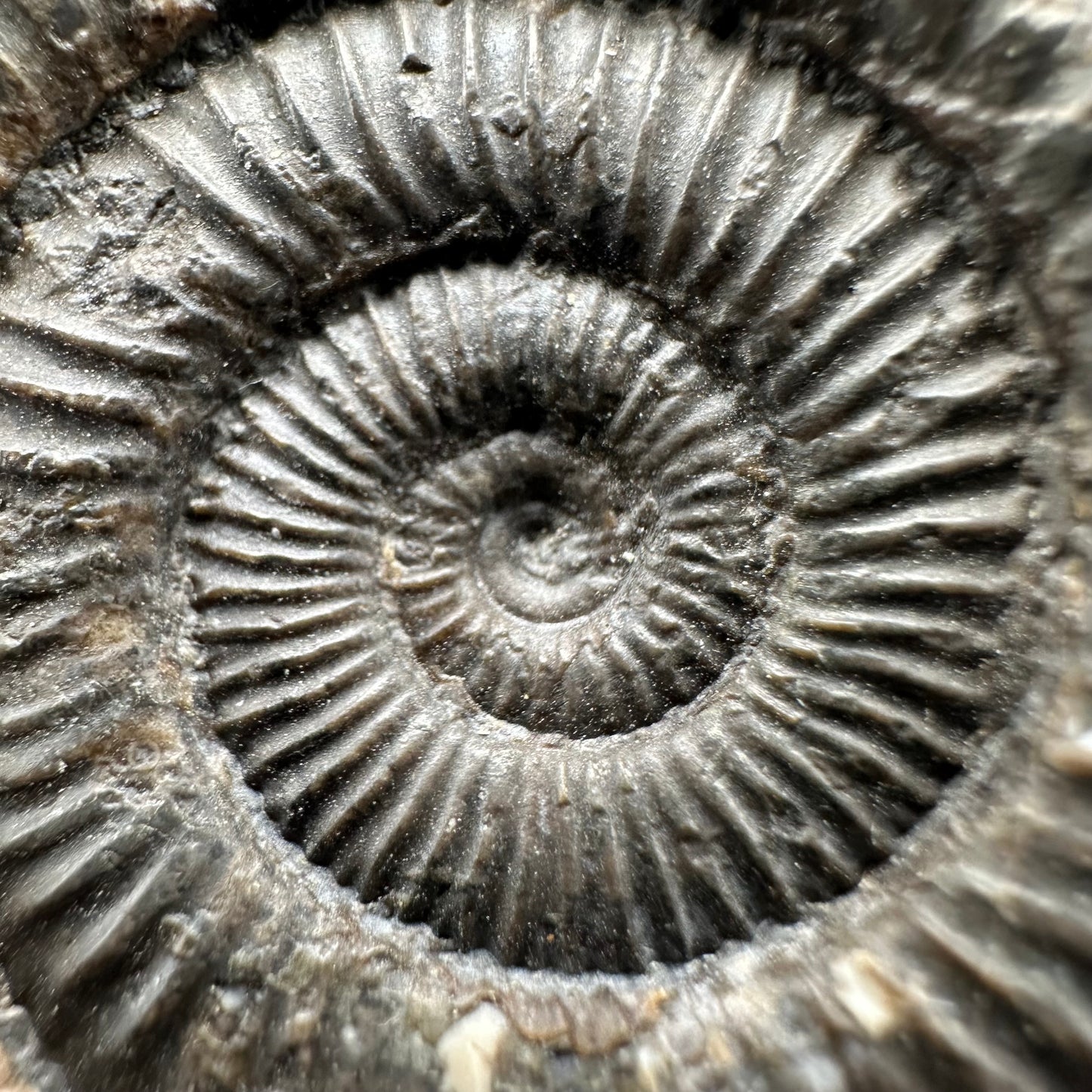 Dactylioceras Ammonite Fossil With Box And Stand - Whitby, North Yorkshire Jurassic Coast Yorkshire Fossils