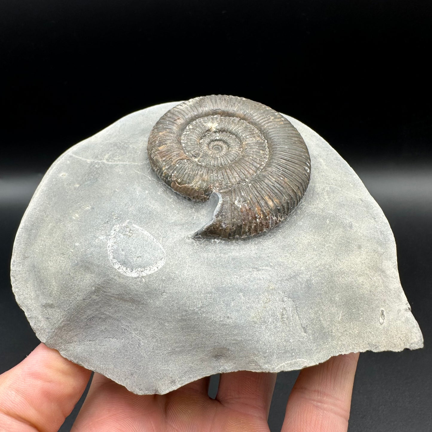 Zugodactylites ammonite fossil - Whitby, North Yorkshire Jurassic Coast, Yorkshire fossils