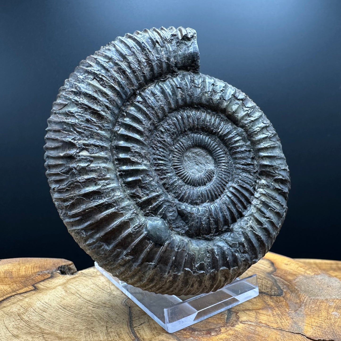 Dactylioceras Ammonite Fossil With box and Stand - Whitby, North Yorkshire Jurassic Coast Yorkshire Fossils