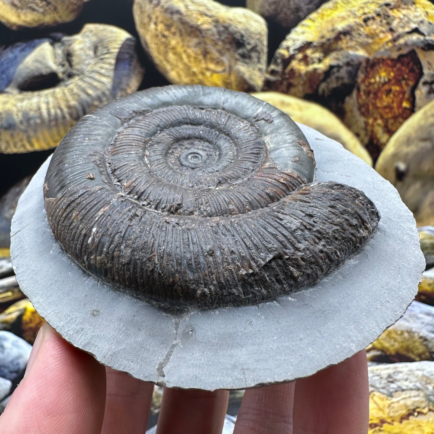 Dactylioceras tenuicostatum ammonite fossil - Whitby, North Yorkshire Jurassic Coast