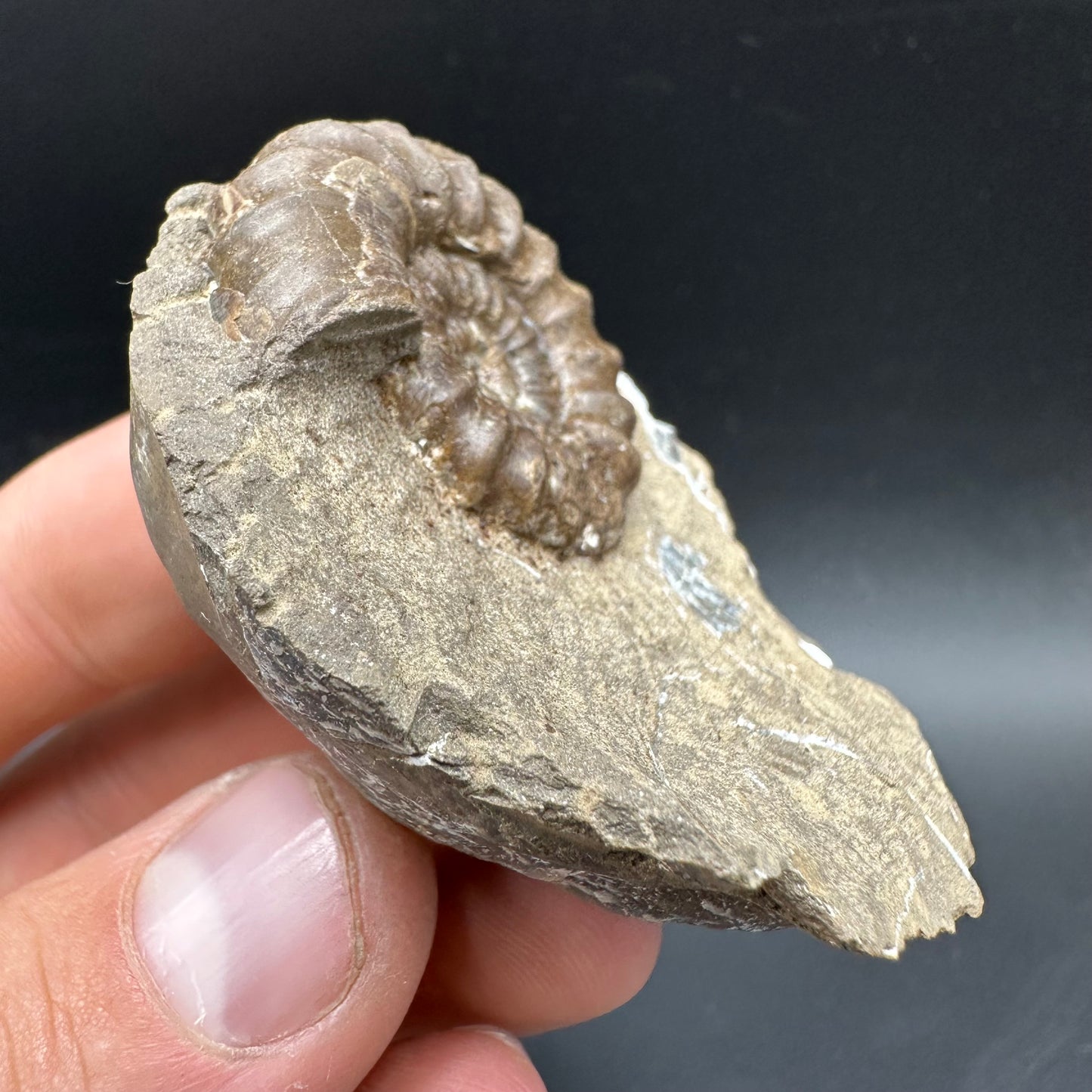 Androgynoceras capricornus Ammonite Fossil With Box And Stand - Whitby, North Yorkshire Jurassic Coast Yorkshire Fossils