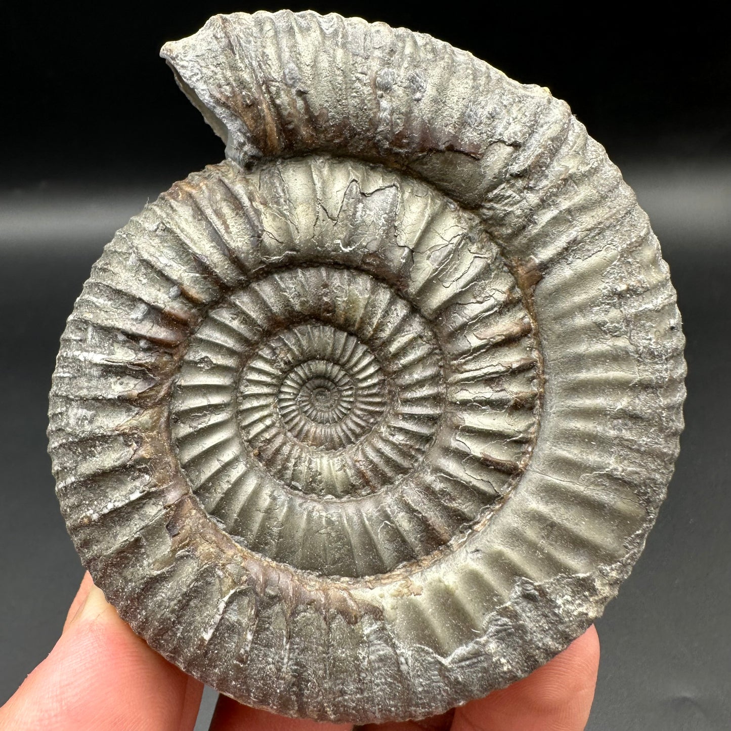 Catacoeloceras Sp. ammonite fossil with box and stand- Whitby, North Yorkshire Jurassic Coast Yorkshire Fossils