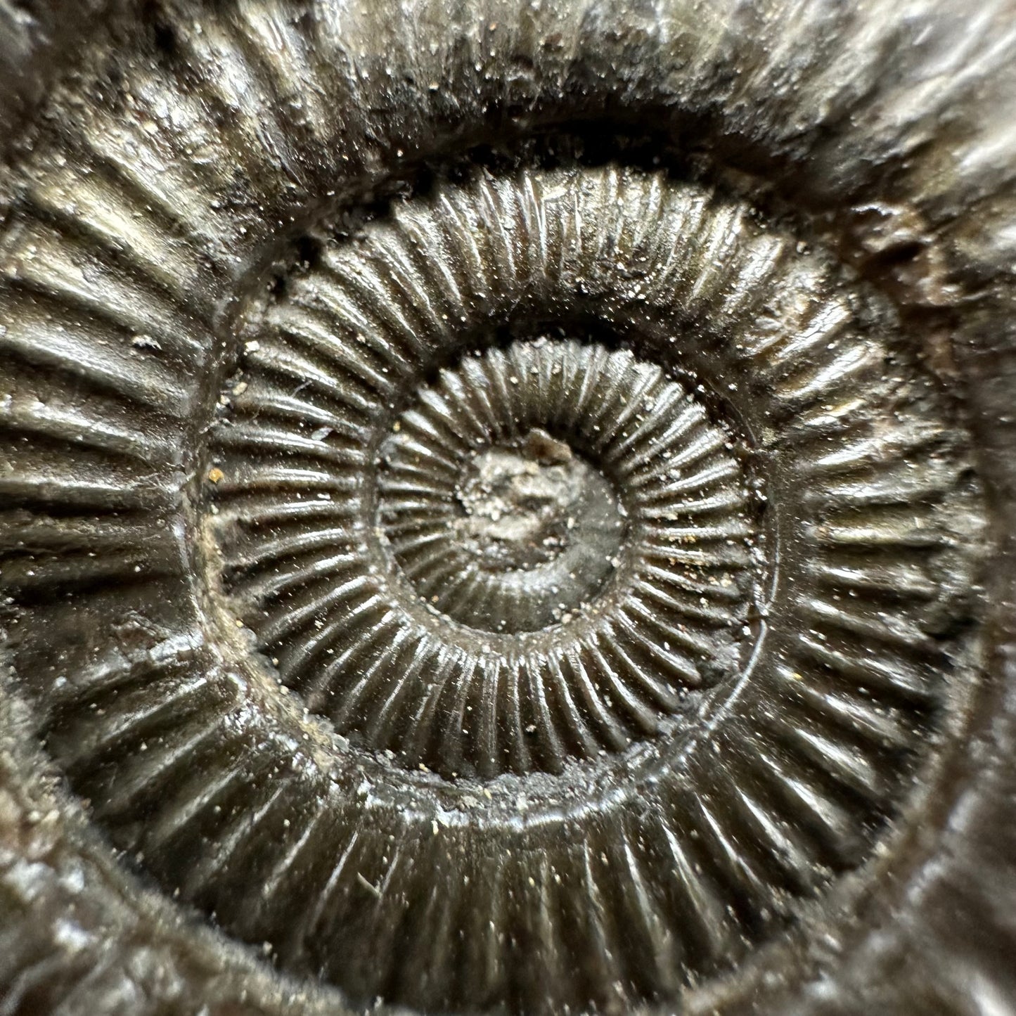Dactylioceras Ammonite Fossil With Box And Stand - Whitby, North Yorkshire Jurassic Coast Yorkshire Fossils