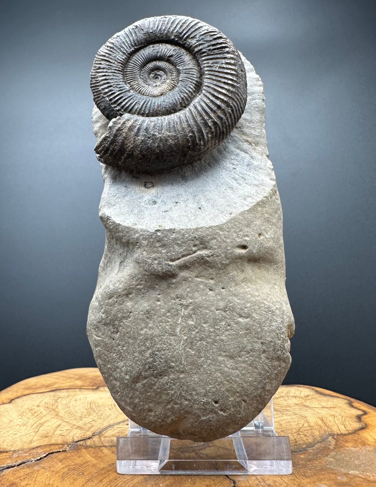Dactylioceras Ammonite Fossil With box and Stand - Whitby, North Yorkshire Jurassic Coast Yorkshire Fossils