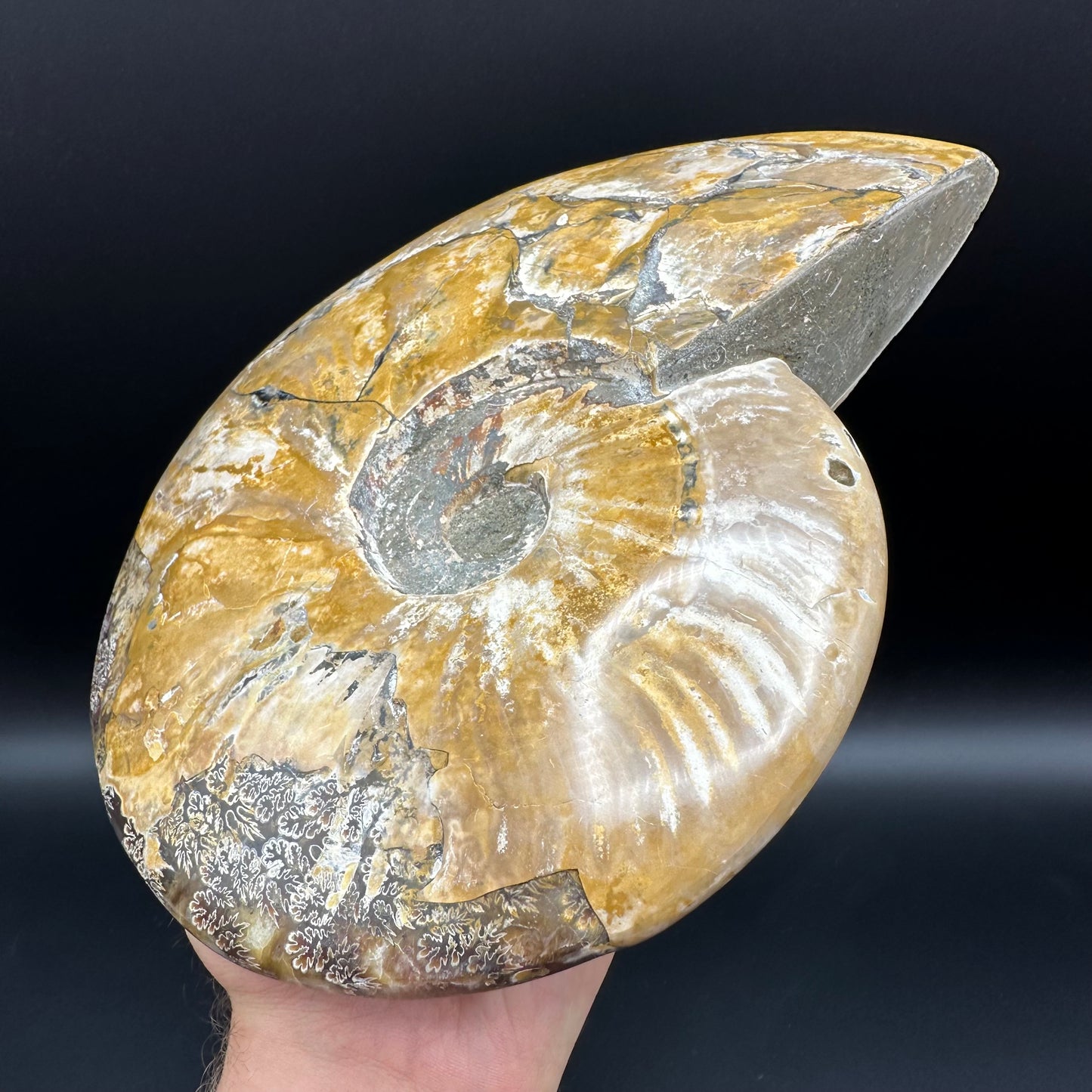 Cleoniceras Ammonite Fossil With Stand - Cretaceous Ammonite Madagascar