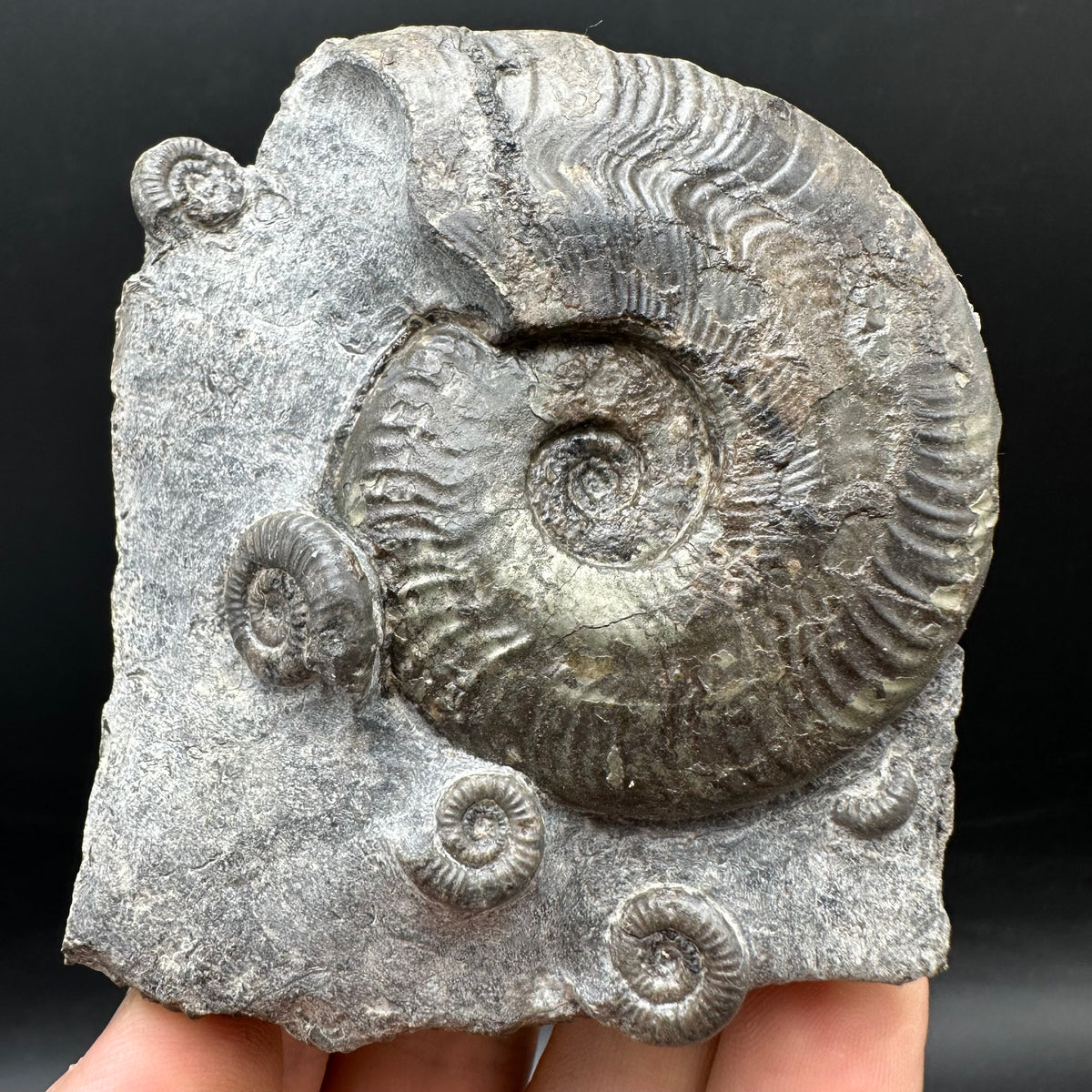 Harpoceras Sp. Ammonite fossil with stand - Whitby, North Yorkshire Jurassic Coast Yorkshire Fossils