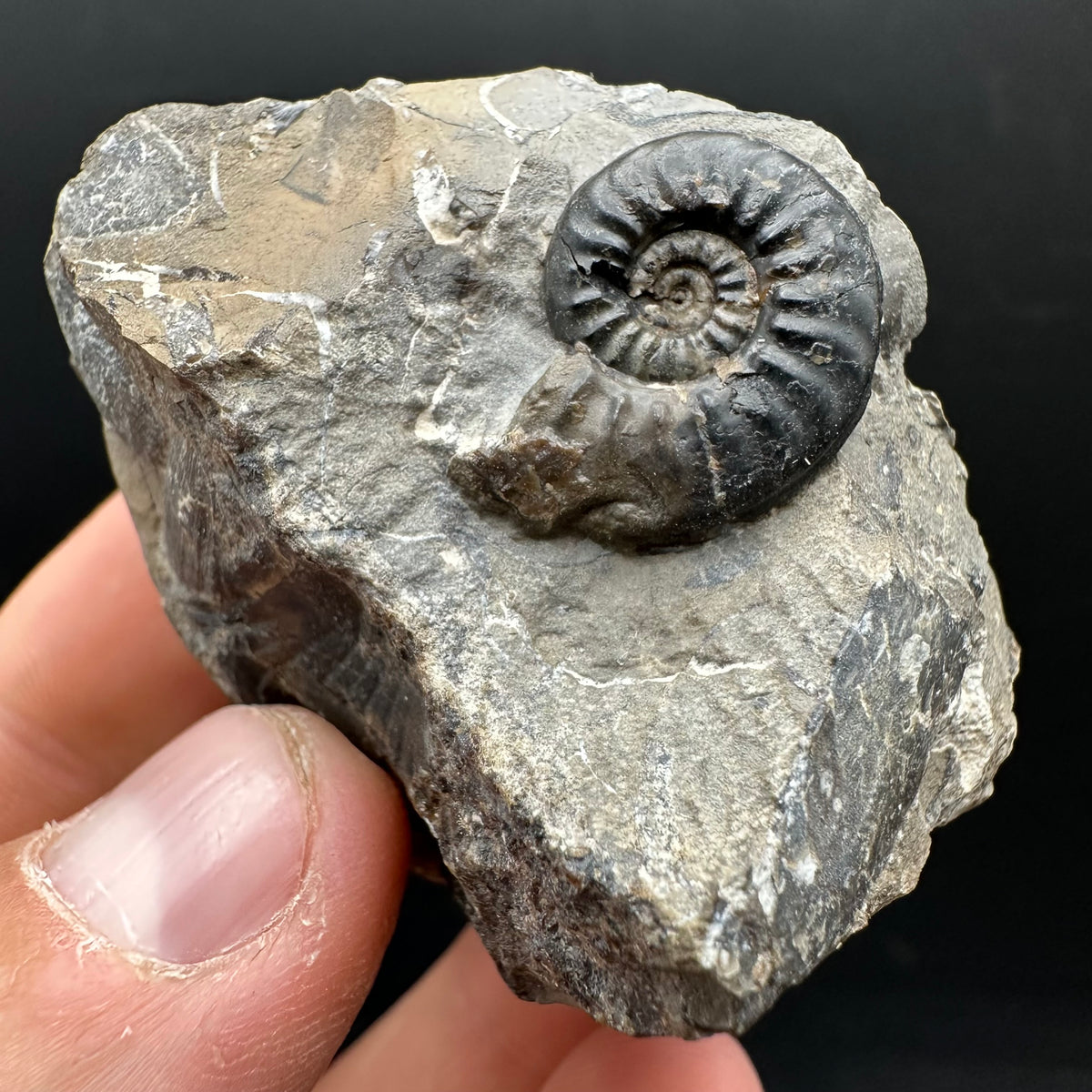 Amaltheus subnodosus Ammonite fossil with stand - Whitby, North Yorkshire Jurassic Coast Yorkshire Fossils