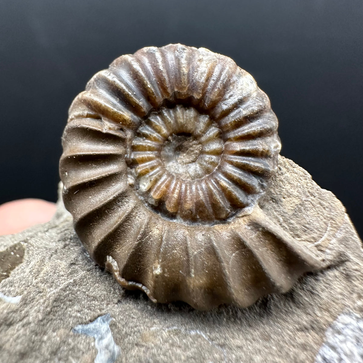 Androgynoceras capricornus Ammonite Fossil With Stand - Whitby, North Yorkshire Jurassic Coast Yorkshire Fossils