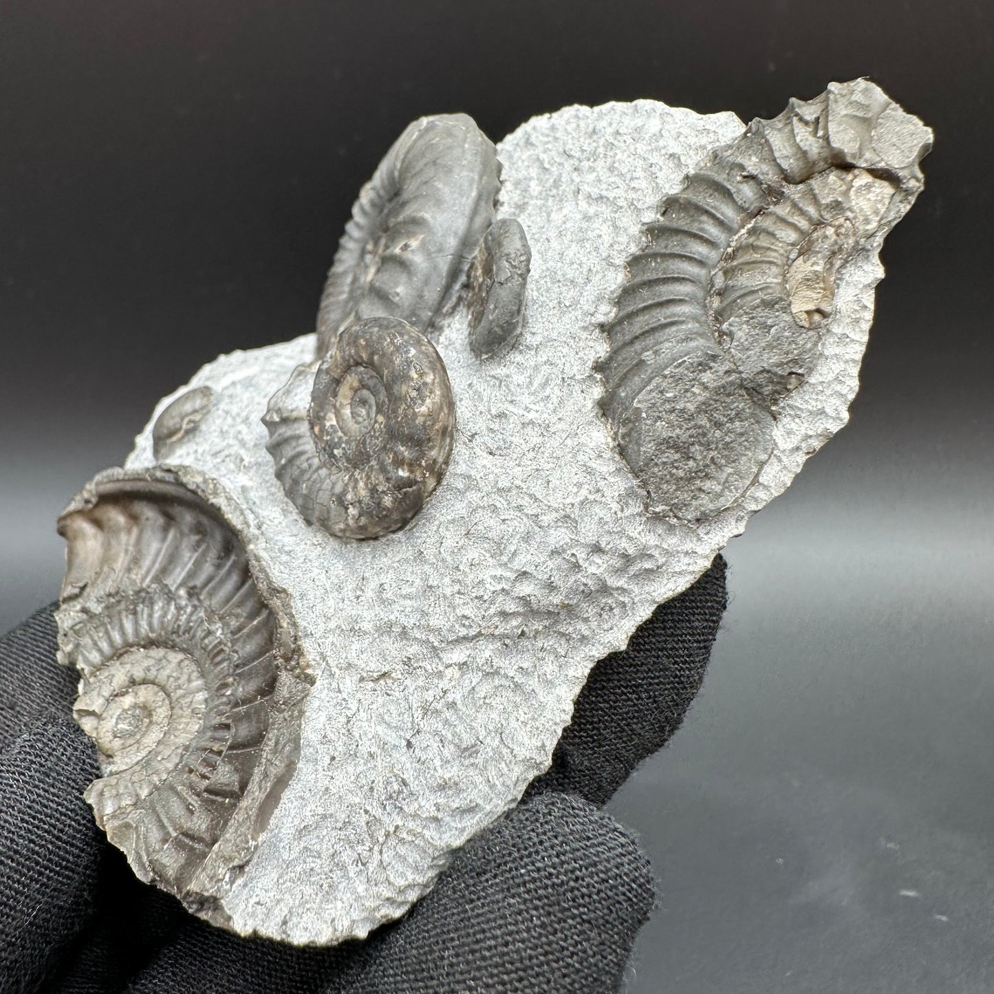 Arnioceras ammonite shell fossil with stand - Whitby, North Yorkshire Jurassic Coast Yorkshire Fossils