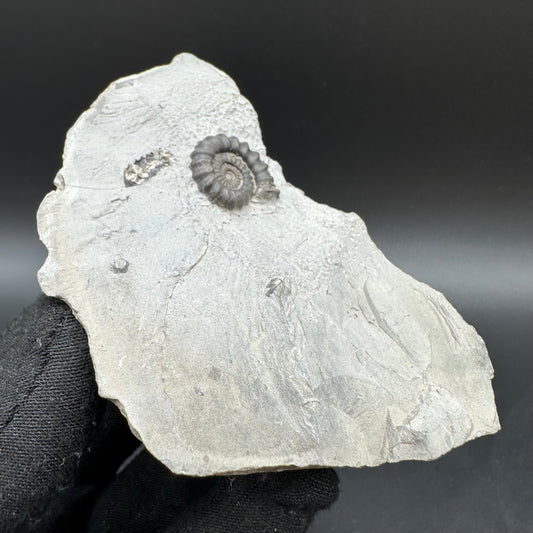 Gagaticeras Ammonite fossil with box and stand - Whitby, North Yorkshire Jurassic Coast Yorkshire Fossils