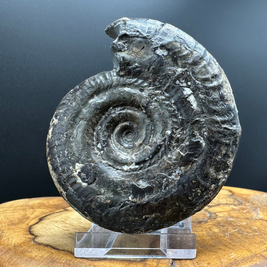 Hildoceras Bifrons Ammonite fossil with box and stand - Whitby, North Yorkshire Jurassic Coast, Yorkshire Fossils from the Jurassic Coast