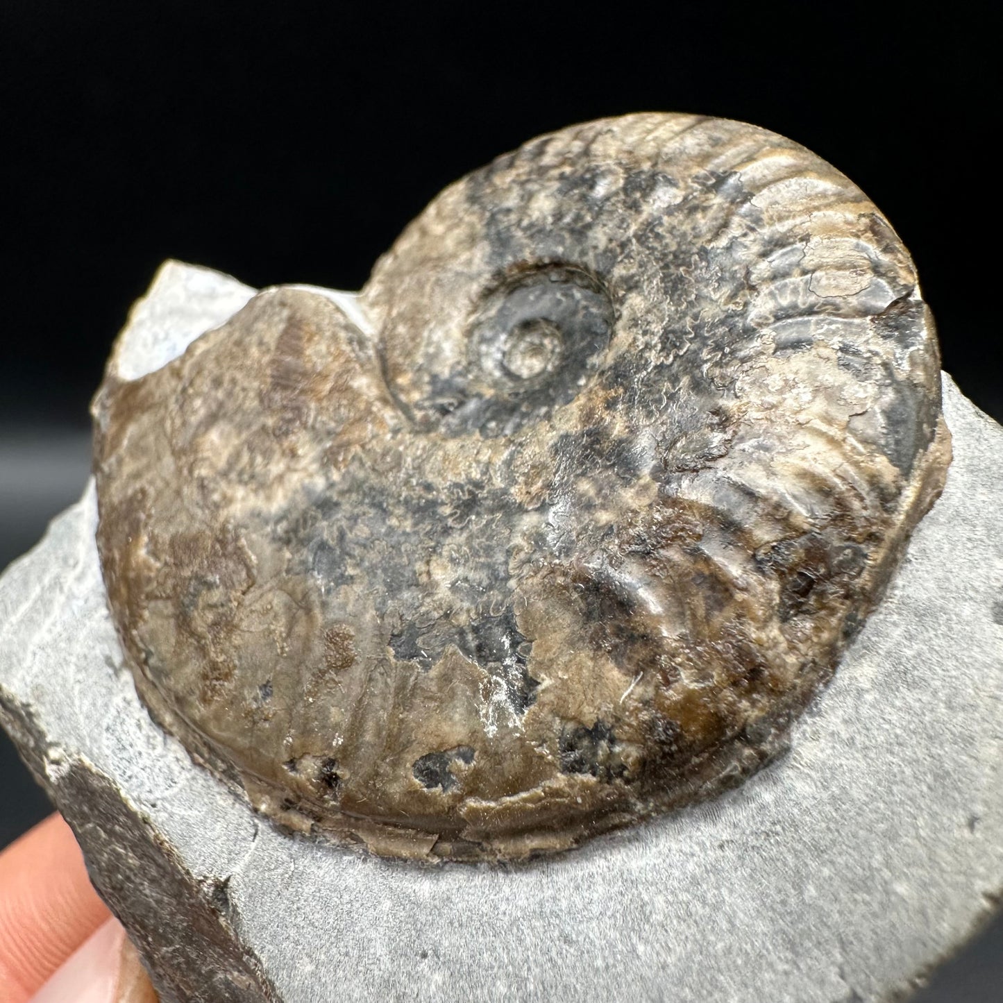 Harpoceras Sp. Ammonite fossil with box and stand - Whitby, North Yorkshire Jurassic Coast Yorkshire Fossils