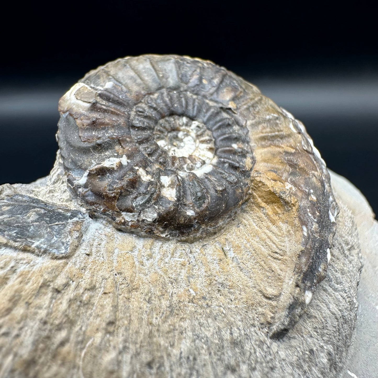 Amaltheus subnodosus ammonite fossil - Whitby, North Yorkshire Jurassic Coast Yorkshire Fossils