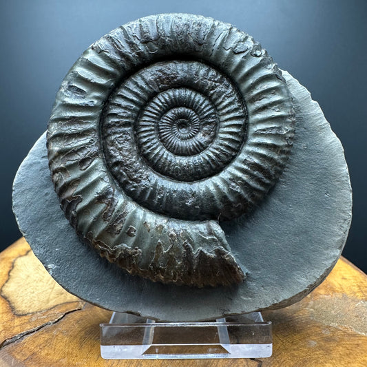 Dactylioceras Ammonite Fossil With box and Stand - Whitby, North Yorkshire Jurassic Coast Yorkshire Fossils