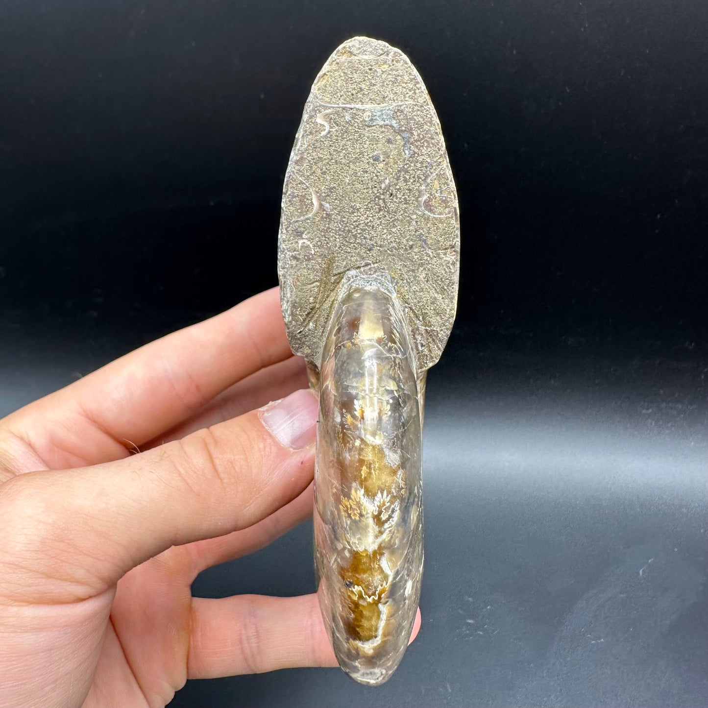 Cleoniceras Ammonite Fossil With Box And Stand - Cretaceous Ammonite Madagascar