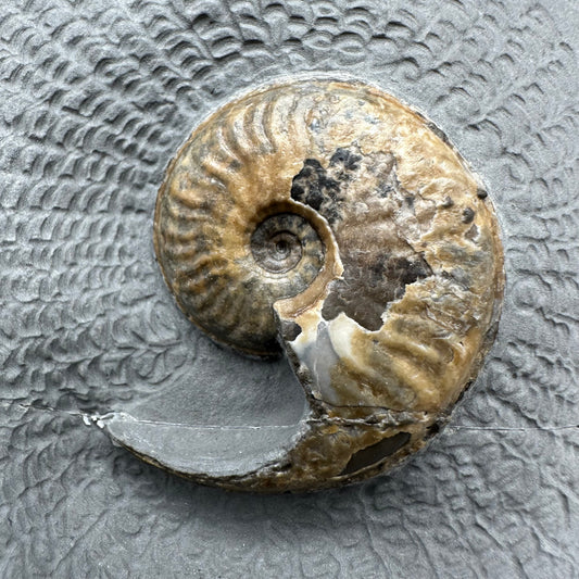 Eleganticeras Elegantulum ammonite with box and stand - Whitby, North Yorkshire Jurassic Coast, Yorkshire Fossils