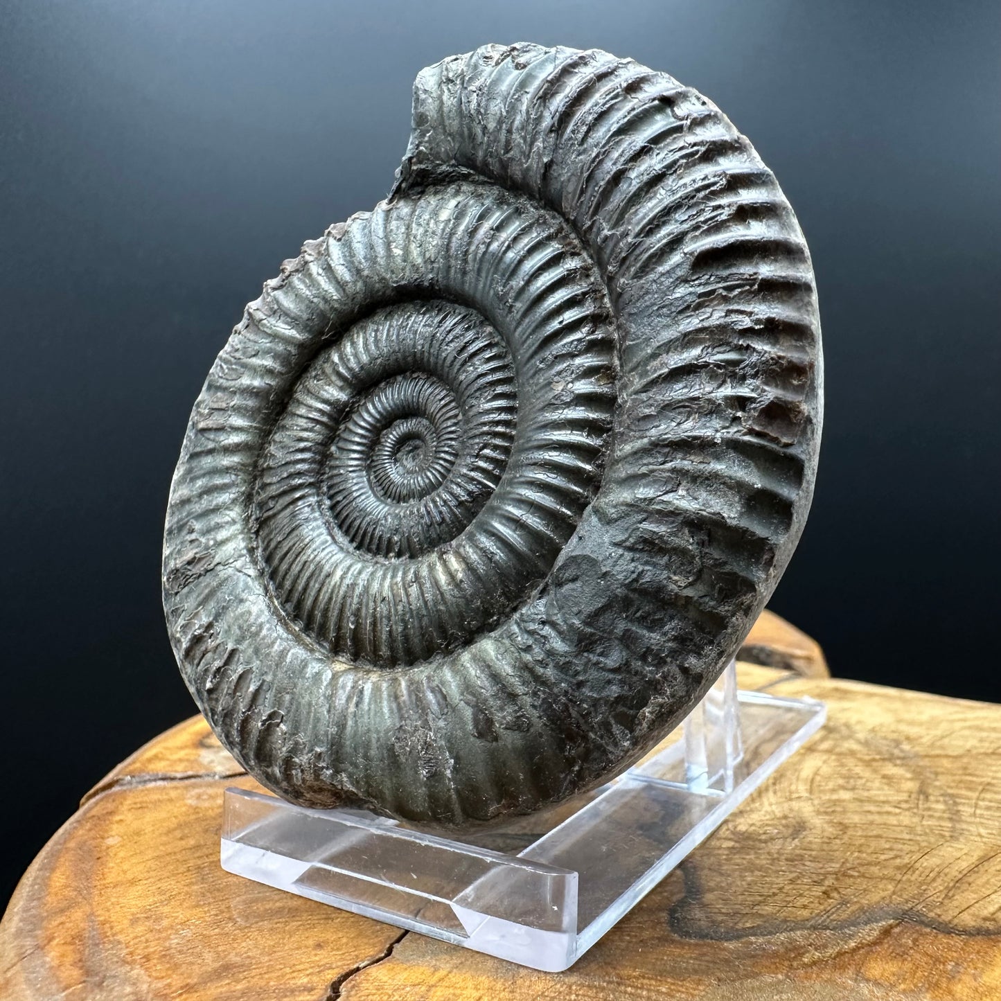 Dactylioceras Ammonite Fossil With box and Stand - Whitby, North Yorkshire Jurassic Coast Yorkshire Fossils