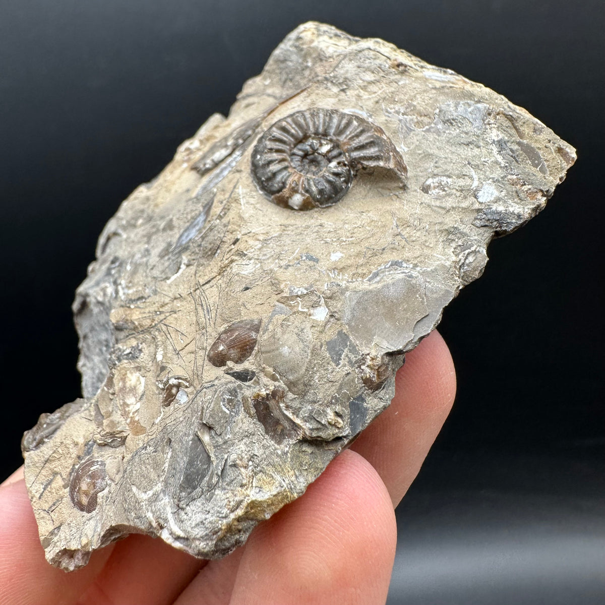 Amaltheus subnodosus Ammonite fossil with stand - Whitby, North Yorkshire Jurassic Coast Yorkshire Fossils