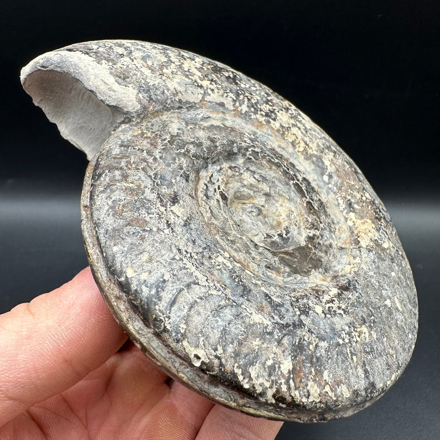 Hildoceras Bifrons Ammonite fossil with box and stand - Whitby, North Yorkshire Jurassic Coast, Yorkshire Fossils from the Jurassic Coast