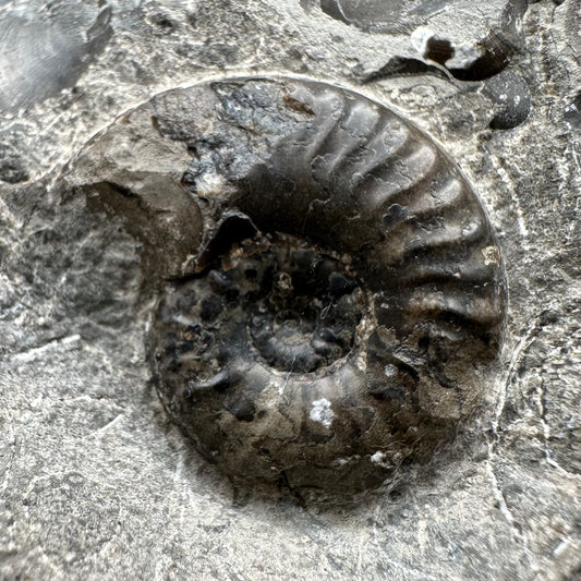 Grammoceras thoaurense Ammonite shell fossil with box and stand - Whitby, North Yorkshire, Yorkshire Fossils from the Jurassic Coast