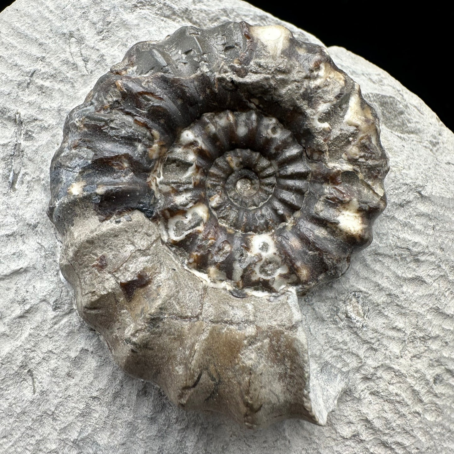 Androgynoceras maculatum Ammonite fossil with gift box and stand - Whitby, North Yorkshire Jurassic Coast Yorkshire Fossils