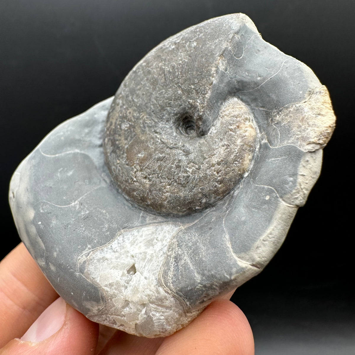 Phylloceras ammonite fossil with box and stand - Whitby, North Yorkshire Jurassic Coast, Yorkshire fossils