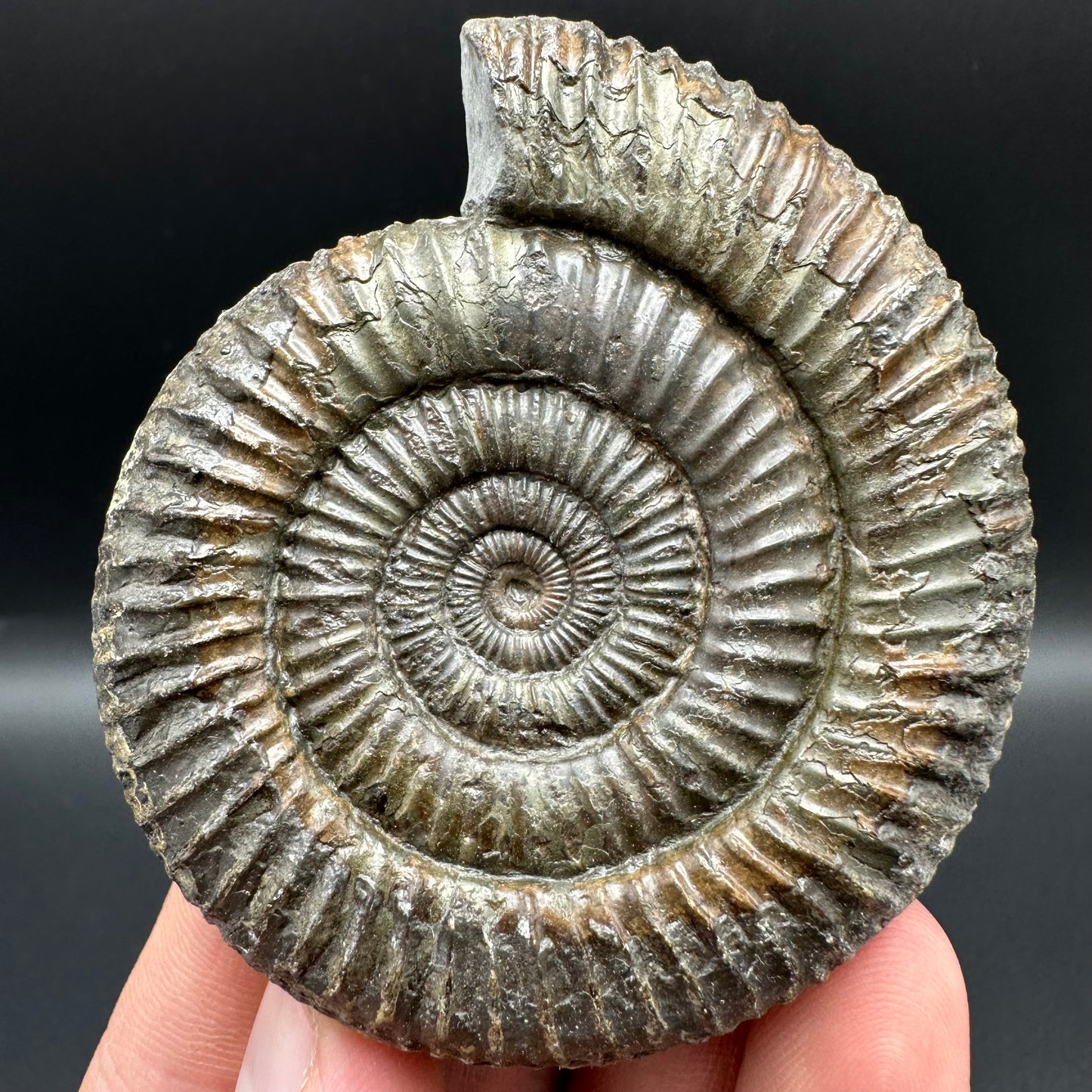 Dactylioceras Ammonite Fossil With Box And Stand - Whitby, North Yorkshire Jurassic Coast Yorkshire Fossils