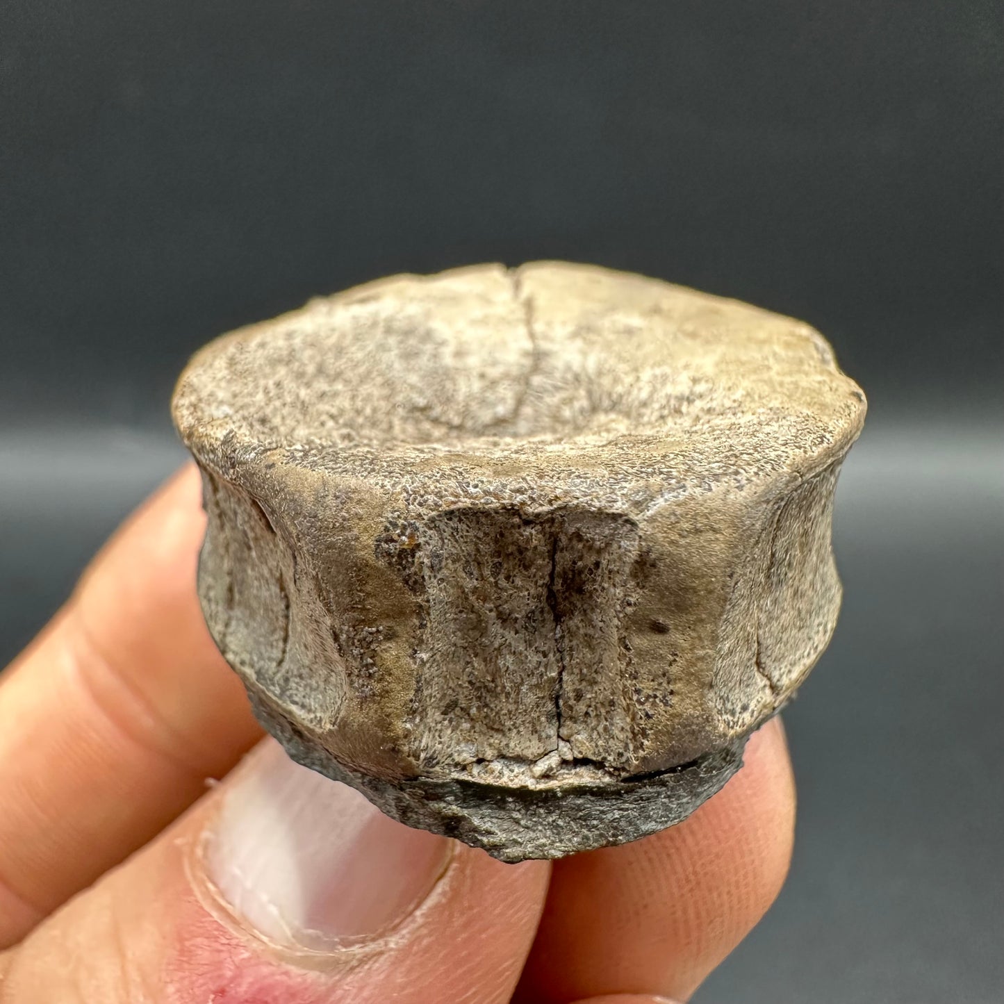 Ichthyosaur Vertebra fossil with box and stand - Whitby, North Yorkshire Jurassic Coast, Yorkshire fossils found on the Jurassic Coast