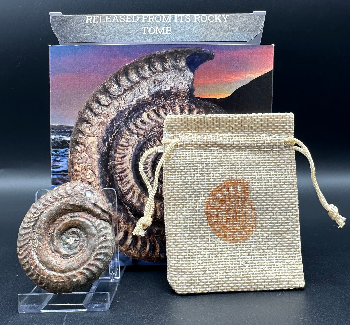 Snakestone Ammonite Fossil With Bag/Box And Stand - Whitby, North Yorkshire Jurassic Coast Yorkshire Fossils