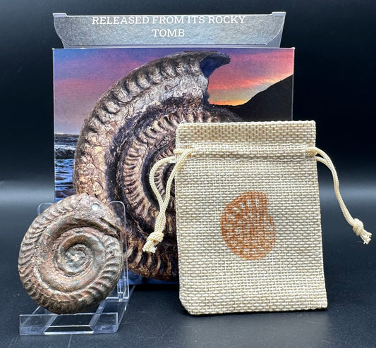 Snakestone Ammonite Fossil With Bag/Box And Stand - Whitby, North Yorkshire Jurassic Coast Yorkshire Fossils