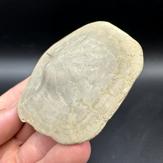 Echinoid (Sea Urchin) Fossil With Box And Stand - Indonesian Echinoid Fossil Indonesia