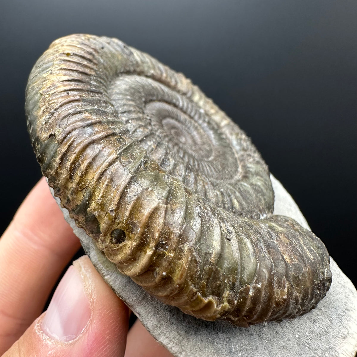 Dactylioceras Ammonite Fossil With box and Stand - Whitby, North Yorkshire Jurassic Coast Yorkshire Fossils