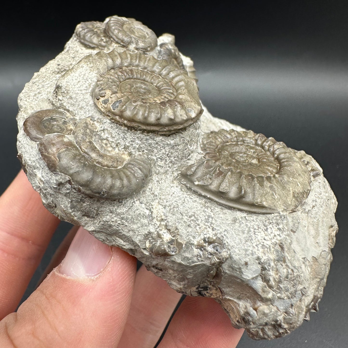 Arnioceras ammonite shell fossil with box and stand - Whitby, North Yorkshire Jurassic Coast Yorkshire Fossils