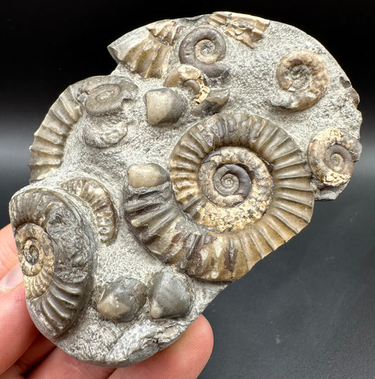 Arnioceras ammonite shell fossil with box and stand - Whitby, North Yorkshire Jurassic Coast Yorkshire Fossils