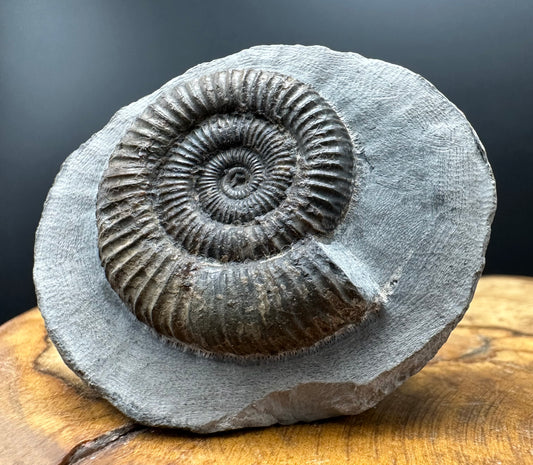 Dactylioceras Ammonite Fossil With box and Stand - Whitby, North Yorkshire Jurassic Coast Yorkshire Fossils