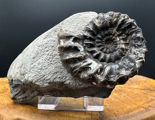 Androgynoceras maculatum ammonite fossil with box and stand - Whitby, North Yorkshire Jurassic Coast Yorkshire Fossils