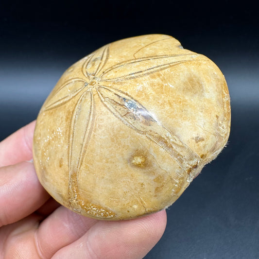 Holectypus Sea Urchin Fossil With Box And Stand - Middle Jurassic Madagascar