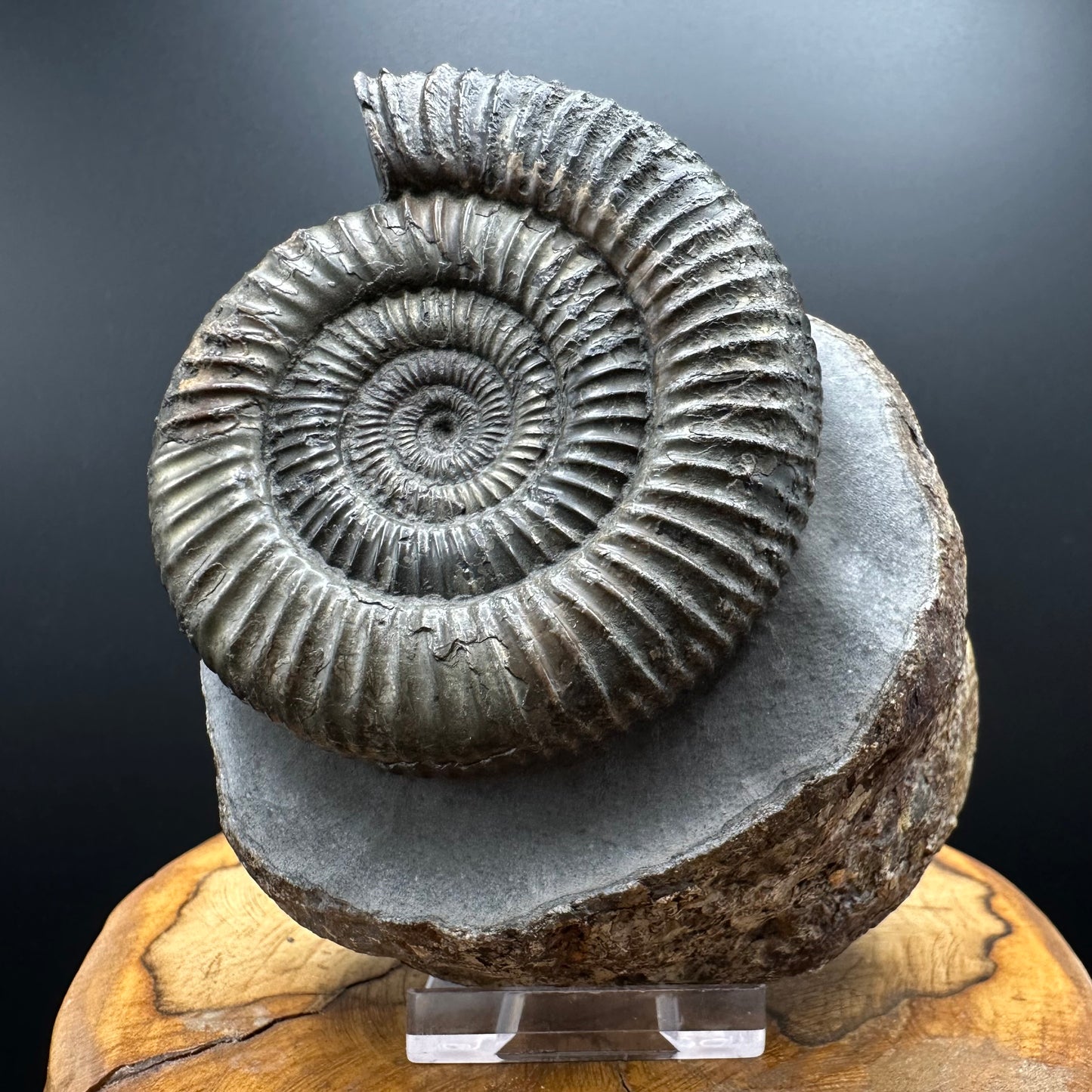 Dactylioceras Ammonite Fossil With box and Stand - Whitby, North Yorkshire Jurassic Coast Yorkshire Fossils